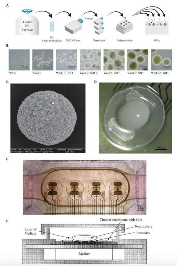 科技 全球首台生物计算机启用！人脑类器官驱动、能耗节省百万倍Kaiyun 开云(图2)